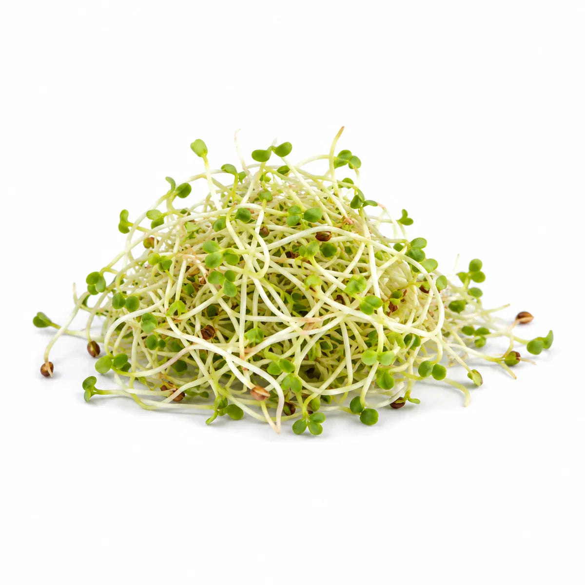 Alfalfa Sprossen, auch Luzerne, als grüne Zutat für Sooperfood Pulver-Mischungen