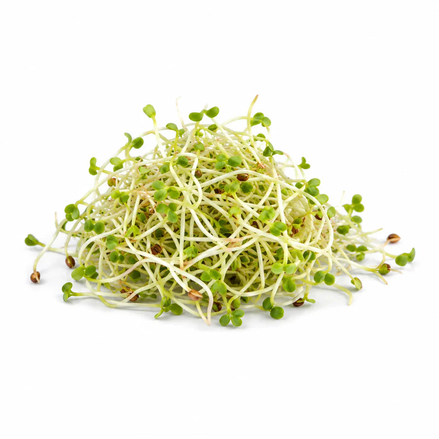 Alfalfa Sprossen, auch Luzerne, als grüne Zutat für Sooperfood Pulver-Mischungen