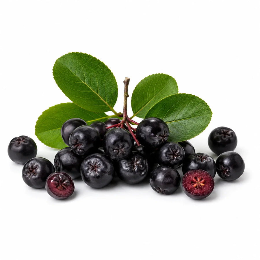 Aronia Beeren mit grünen Blättern als dunkle Superfood-Zutat für Sooperfood Pulver-Mischungen