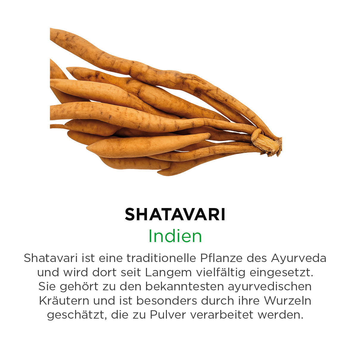 Shatavari