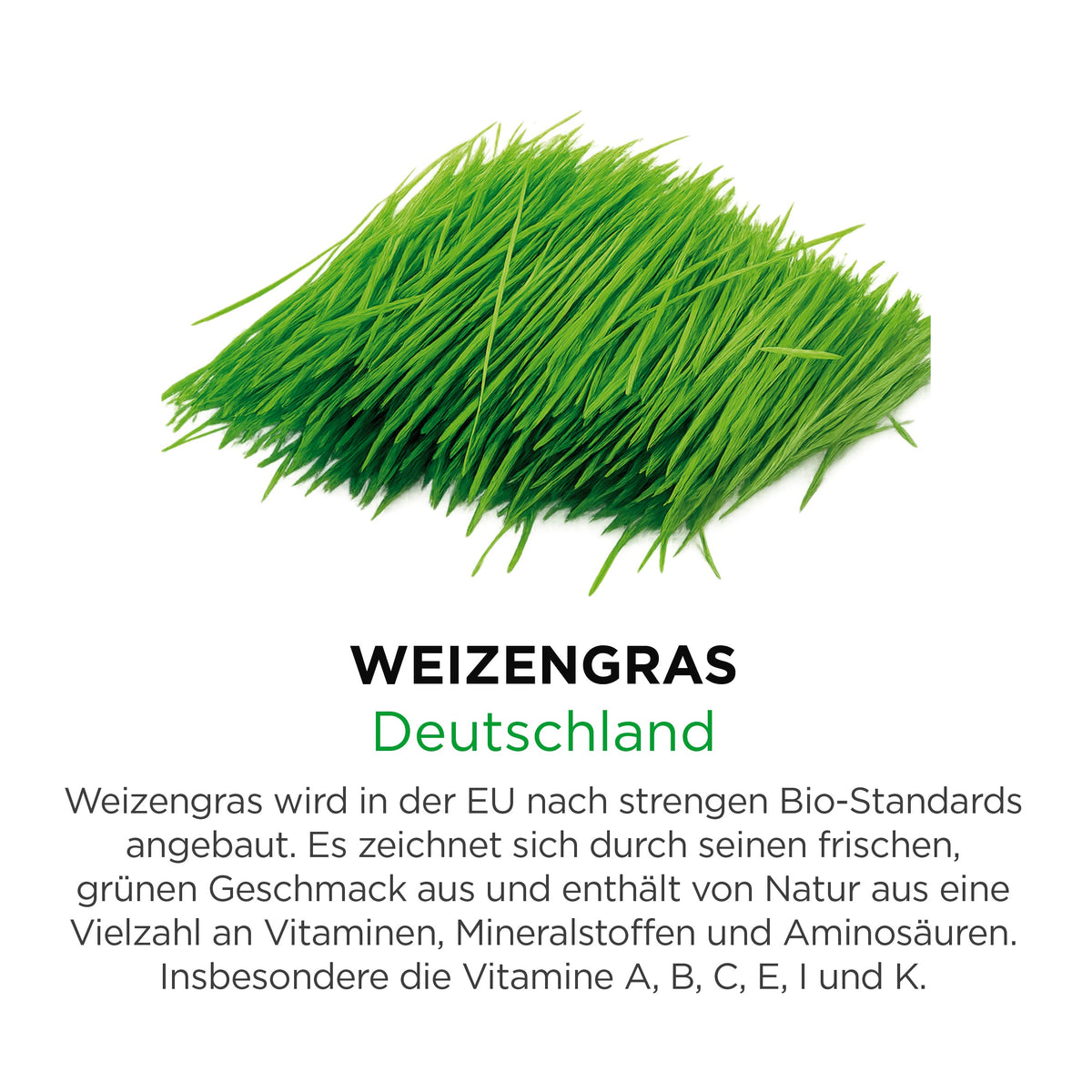 Weizengras